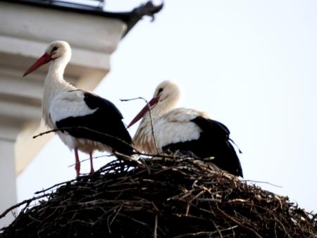 Na sliki Štorklji na dimniku župnišča v Cerkljah